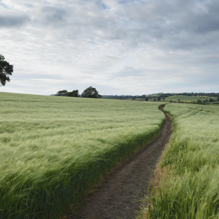 Grassy Field