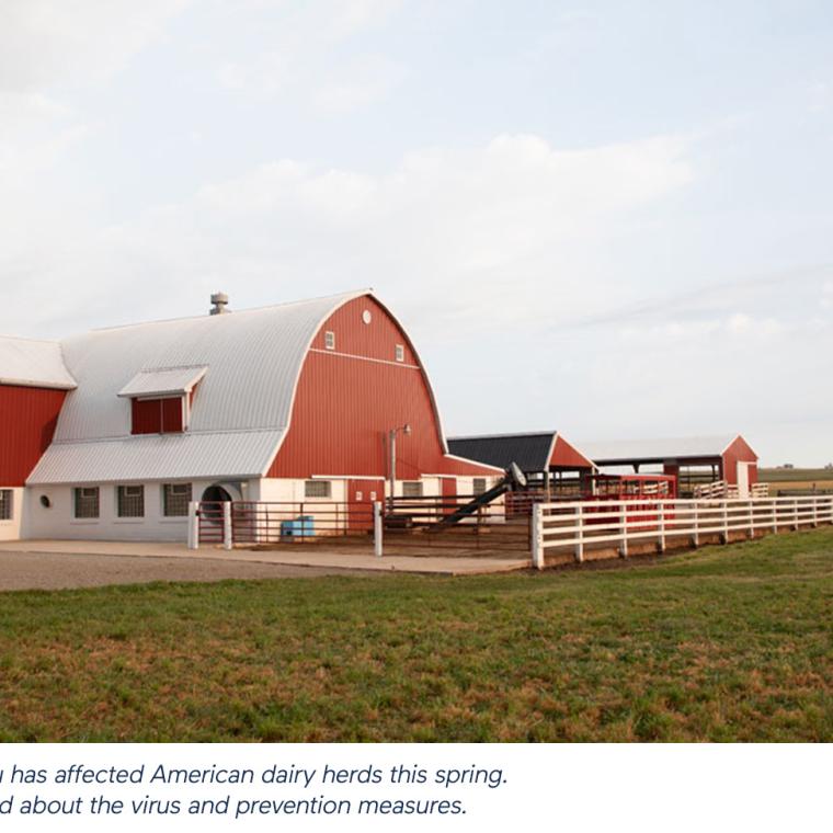  Caption: An outbreak of avian flu has affected American dairy herds this spring. Agropur ensures to stay informed about the virus and prevention measures.