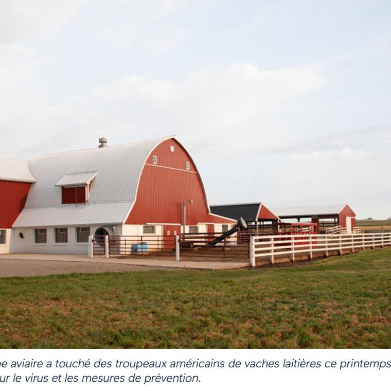 Légende : Une éclosion de grippe aviaire a touché des troupeaux américains de vaches laitières ce printemps. Agropur s’assurer de s’informer sur le virus et les mesures de prévention.
