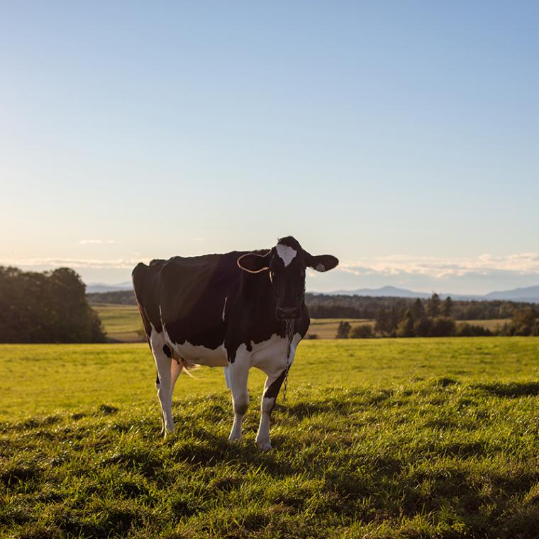 ferme morine_051A2344_LR