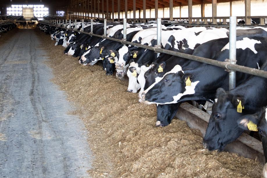 Milk Producer Services - Agropur Cows in Barn