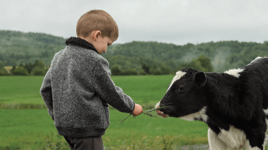 Enfant qui nourrit un veau