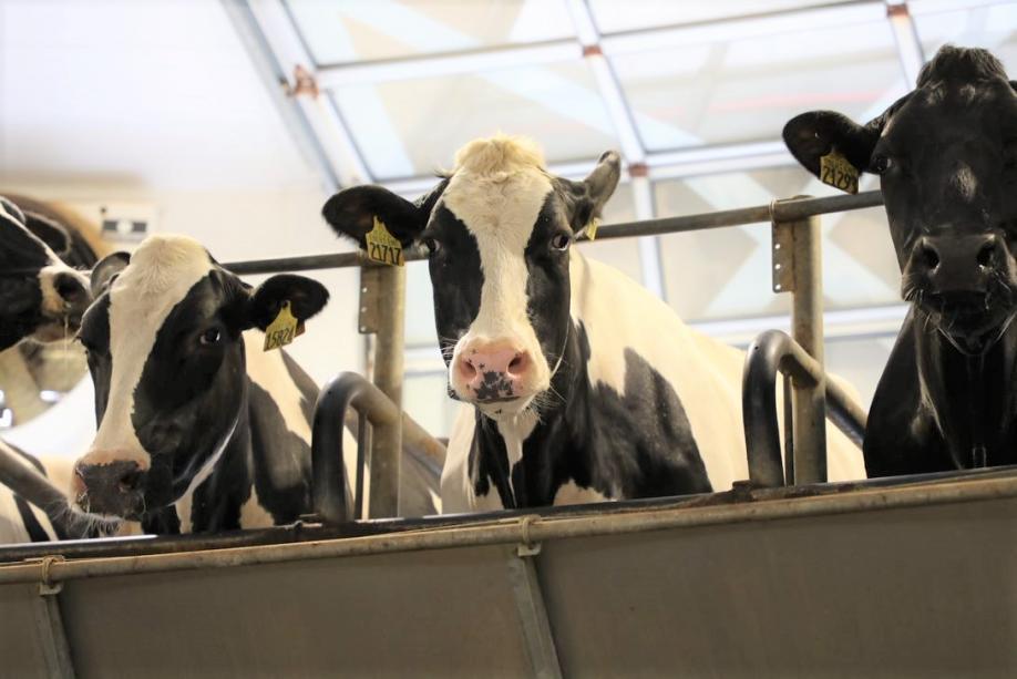 Milk Producer Services - Ebert Cows