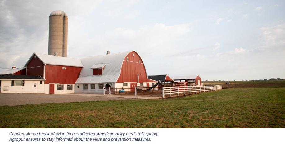 Caption: An outbreak of avian flu has affected American dairy herds this spring. Agropur ensures to stay informed about the virus and prevention measures.