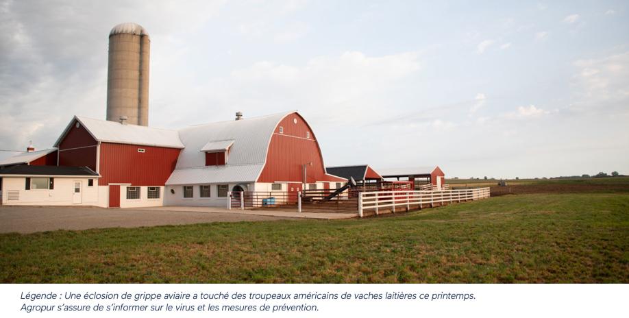 Légende : Une éclosion de grippe aviaire a touché des troupeaux américains de vaches laitières ce printemps. Agropur s’assurer de s’informer sur le virus et les mesures de prévention.