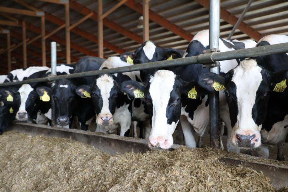 Milk Producer Services - Kinnard cows