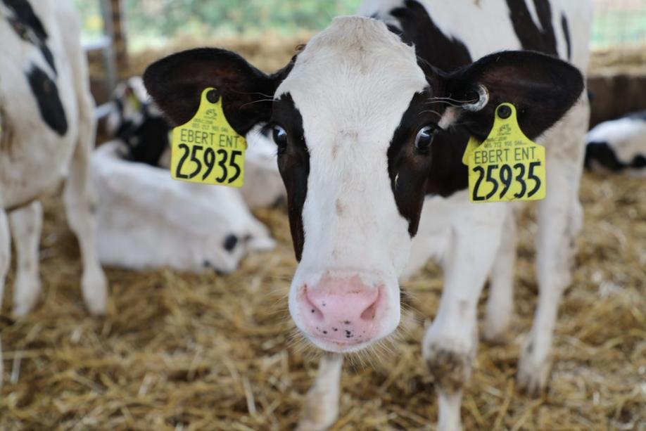 Milk Producer Services - Youngcalf