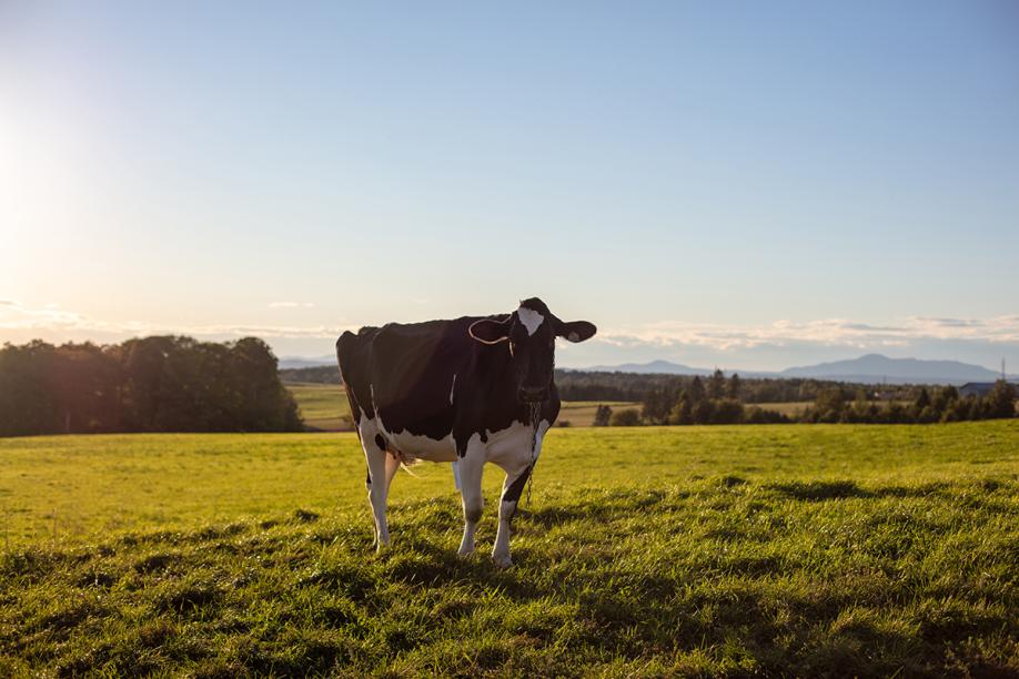 ferme morine_051A2344_LR